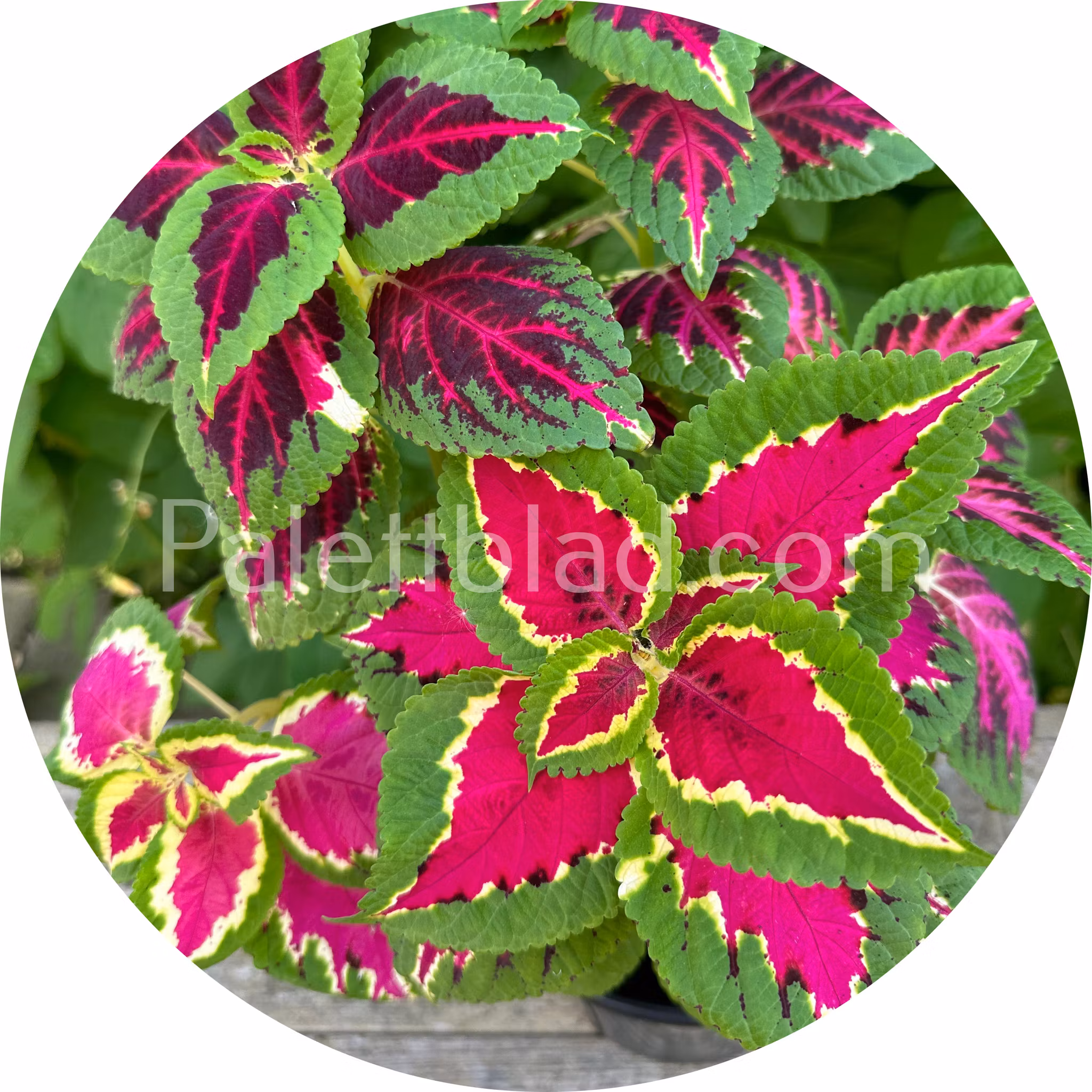 Superfine Rainbow Color Pride 10 seeds
