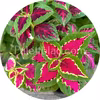 Superfine Rainbow Color Pride 10 Samen