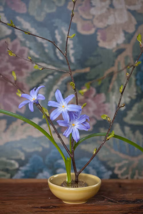 Kenzan blomsterfakir, liten