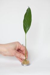 Kenzan blomsterfakir, liten