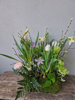 Vårblomning - tuva