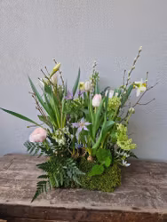 Vårblomning - tuva