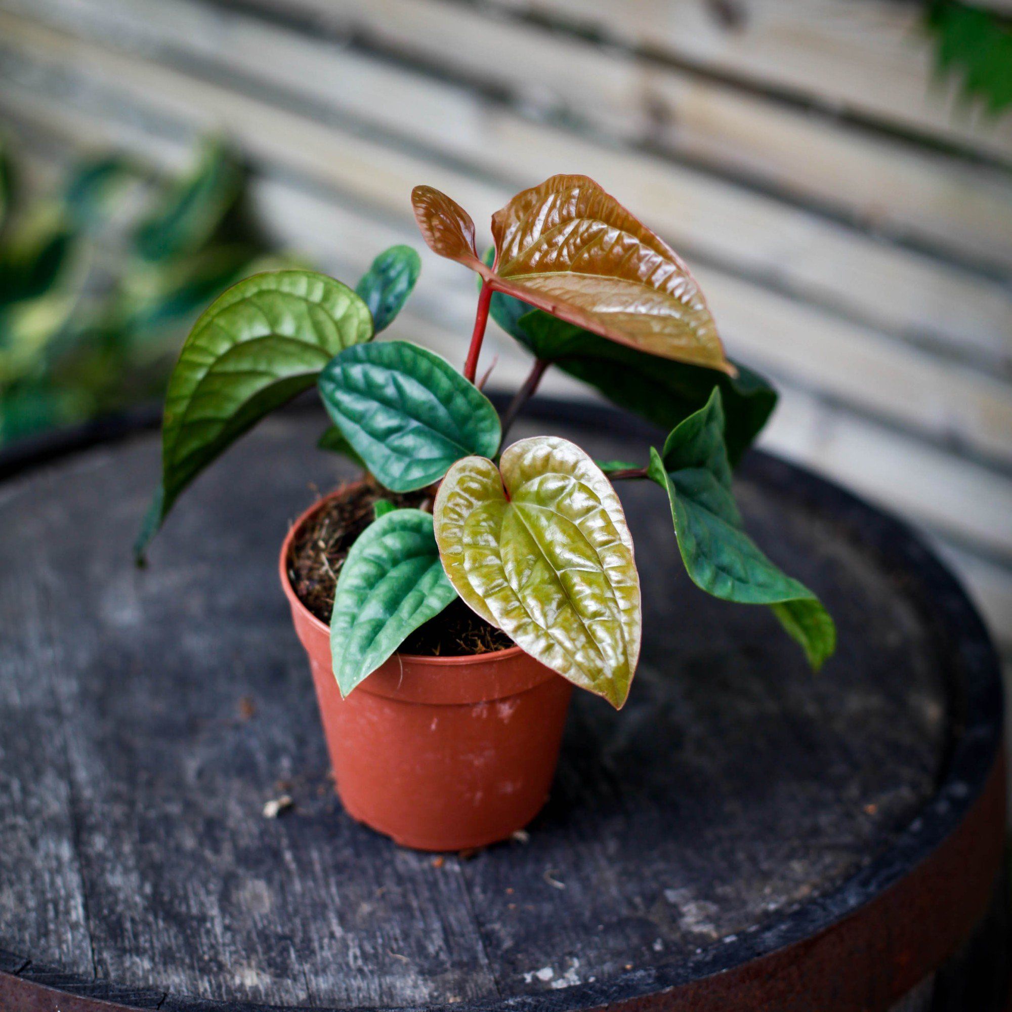 Sortera efter Växtart