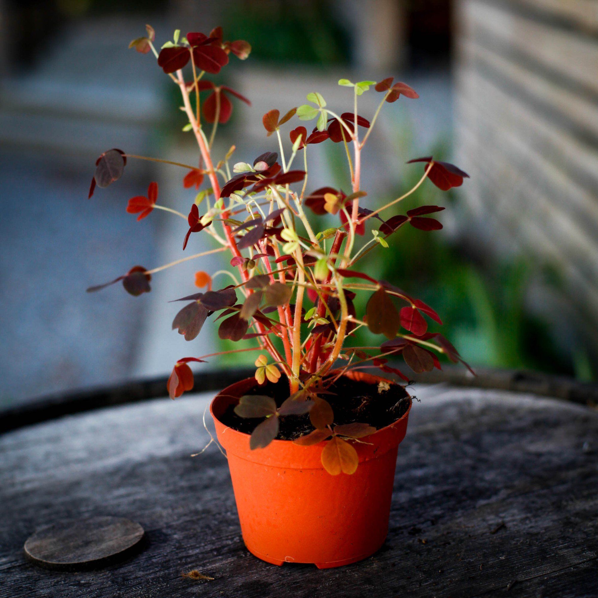 Sortera efter Växtart