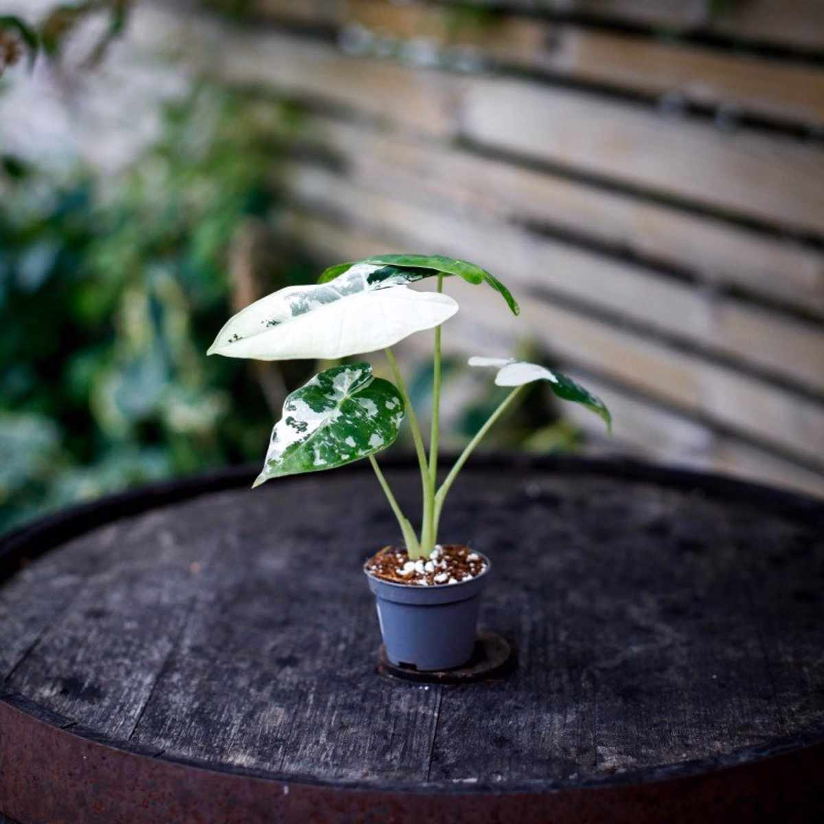 En liten botanisk skola om Alocasia