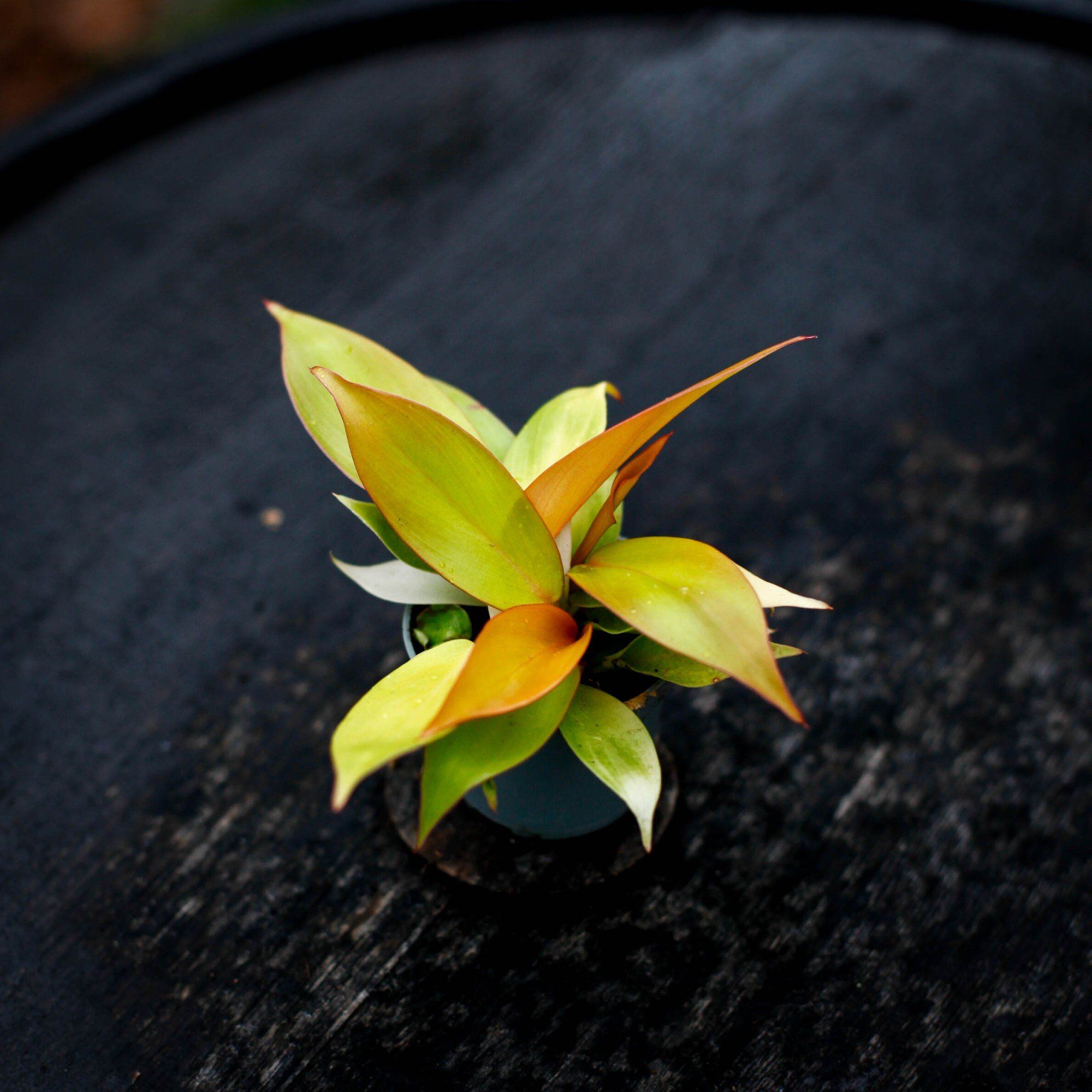 Sortera efter Växtart