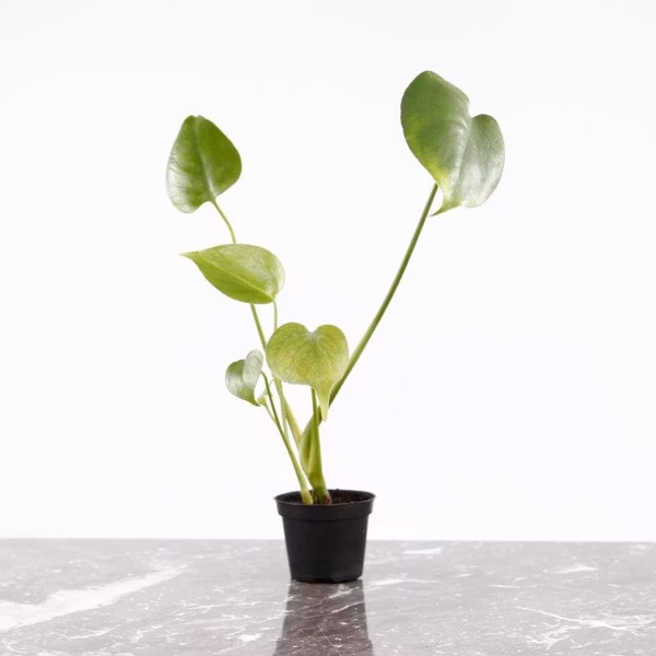 Monstera deliciosa – fakta, egenskaper och tips för hemmet