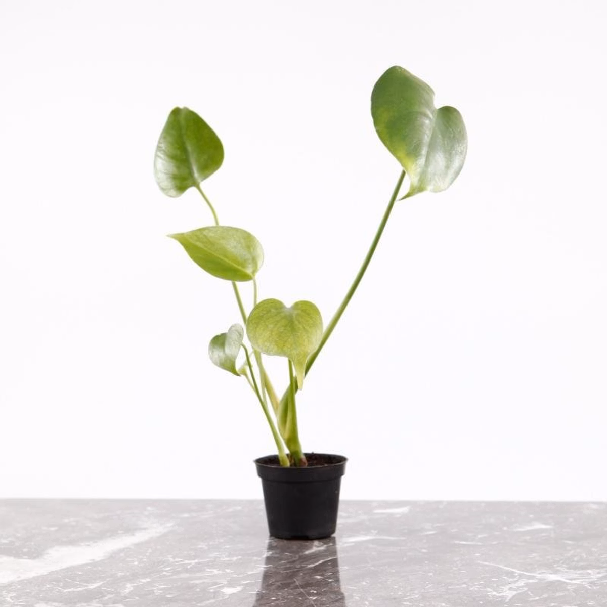 Monstera deliciosa – fakta, egenskaper och tips för hemmet