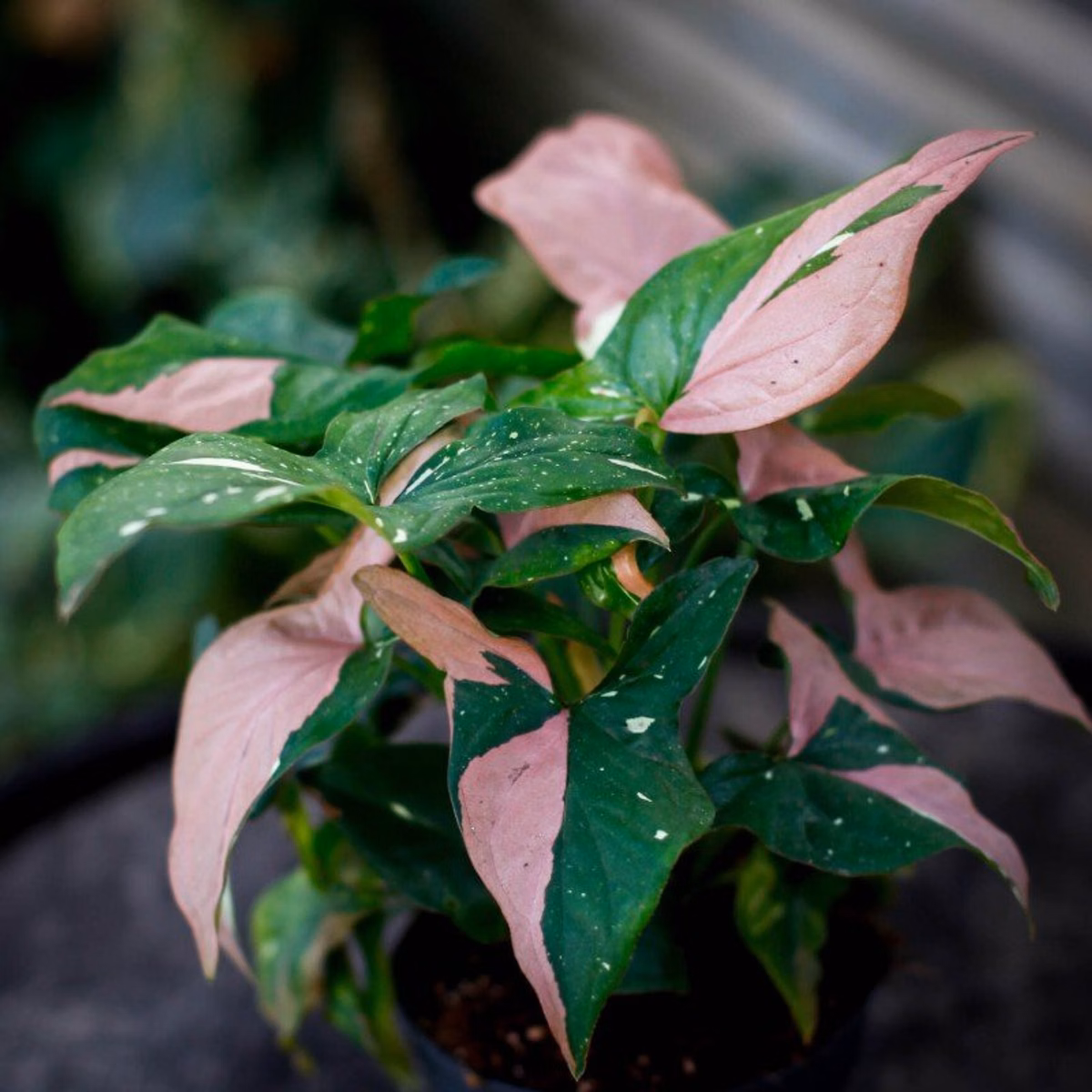 Skötselråd Syngonium