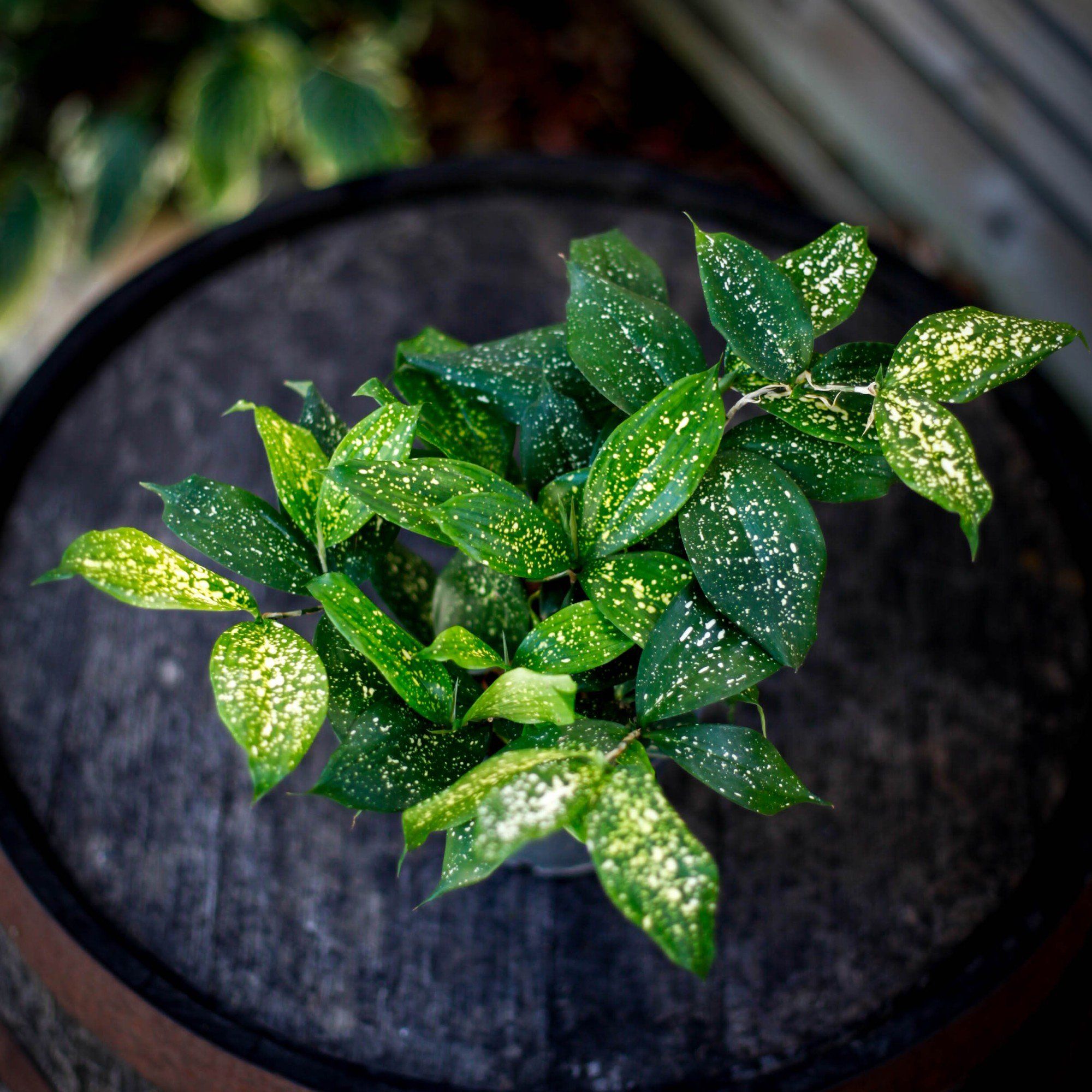 Sortera efter Växtart