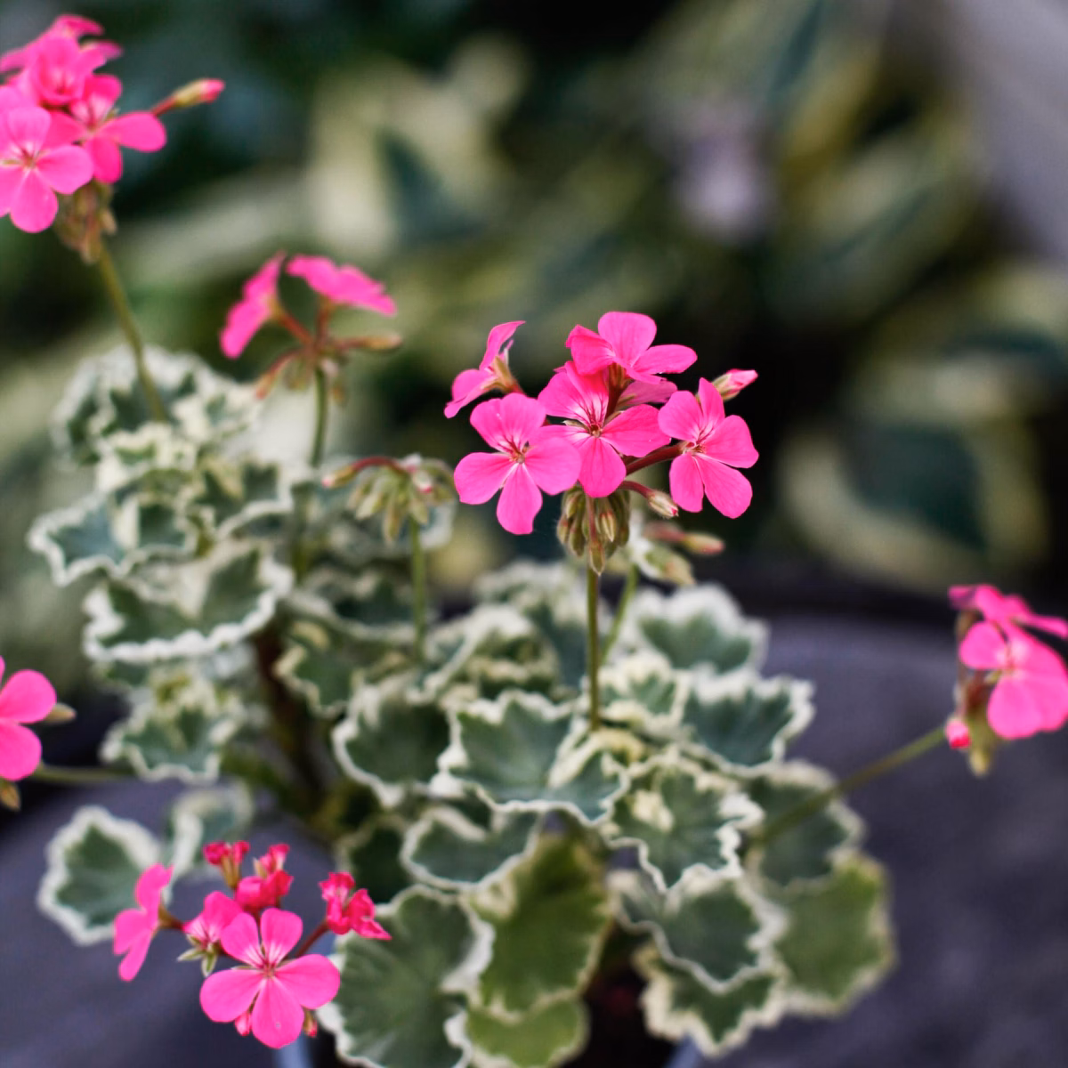 Gammaldags pelargoner – klassiska sorter med lång historia