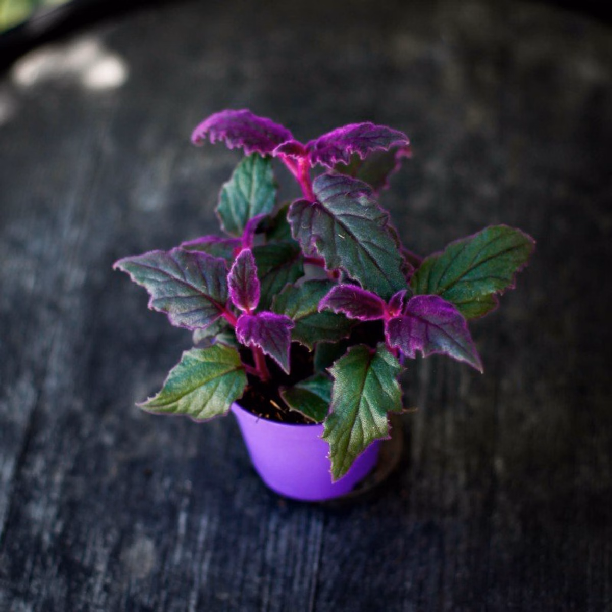 Så lyckas du med Gynura 'Purple Passion' – Komplett guide