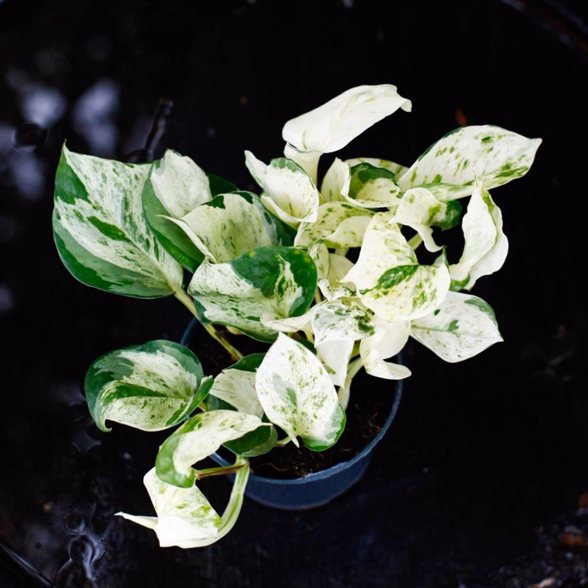 Varför får gullranka gula blad? Orsaker och lösningar