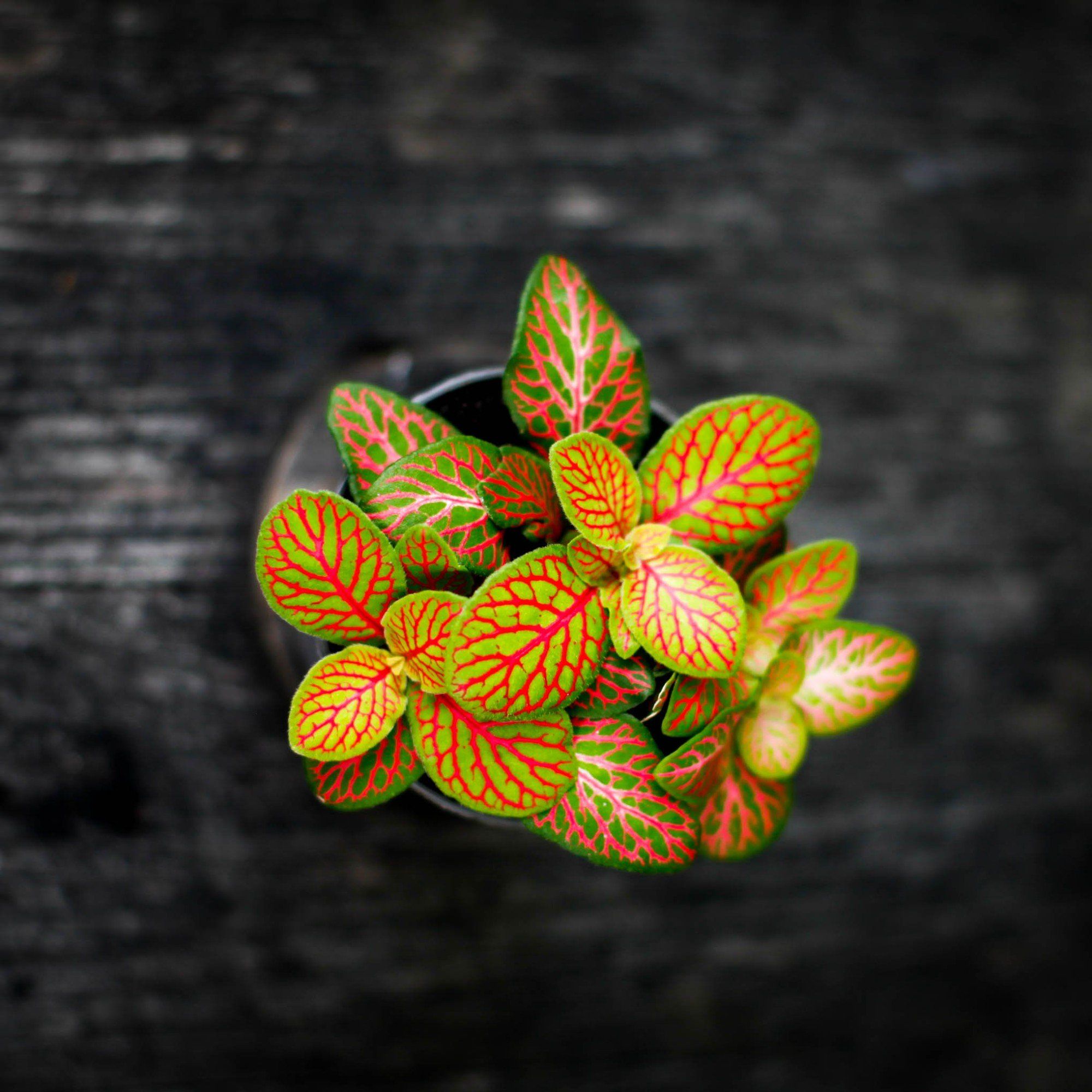 Sortera efter Växtart