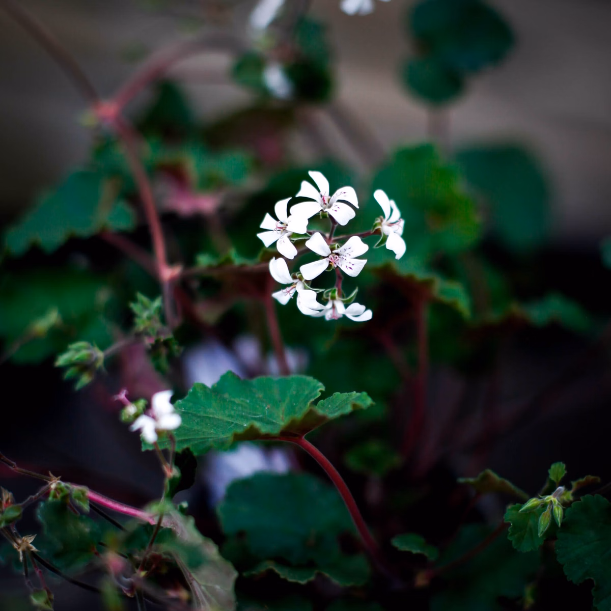 Vildpelargoner – allt om botaniska arter