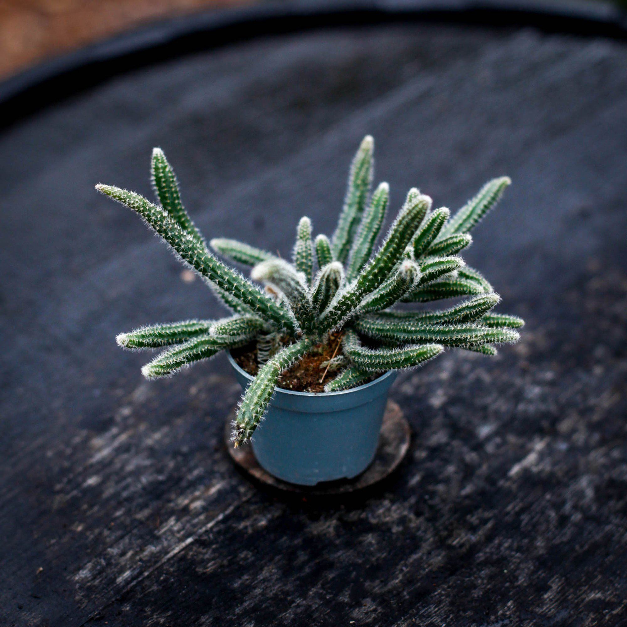 Sortera efter Växtart