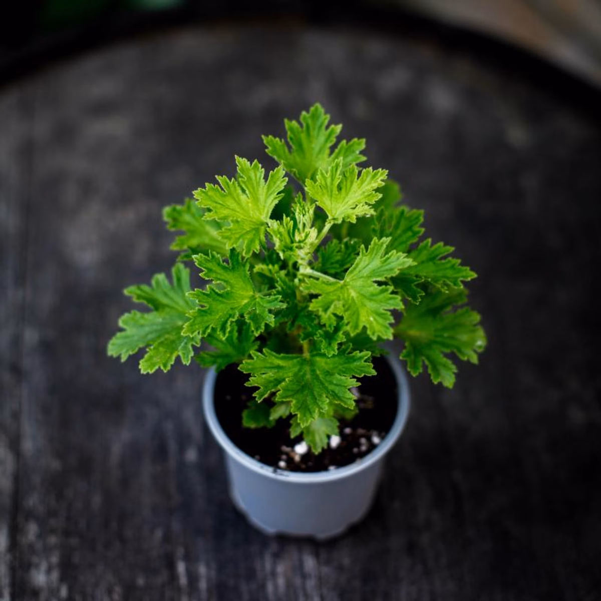 Doftpelargoner – växter där bladen står för doften