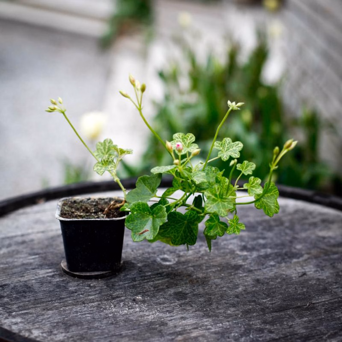 Hängpelargoner – inspiration, skötsel & tips inför våren