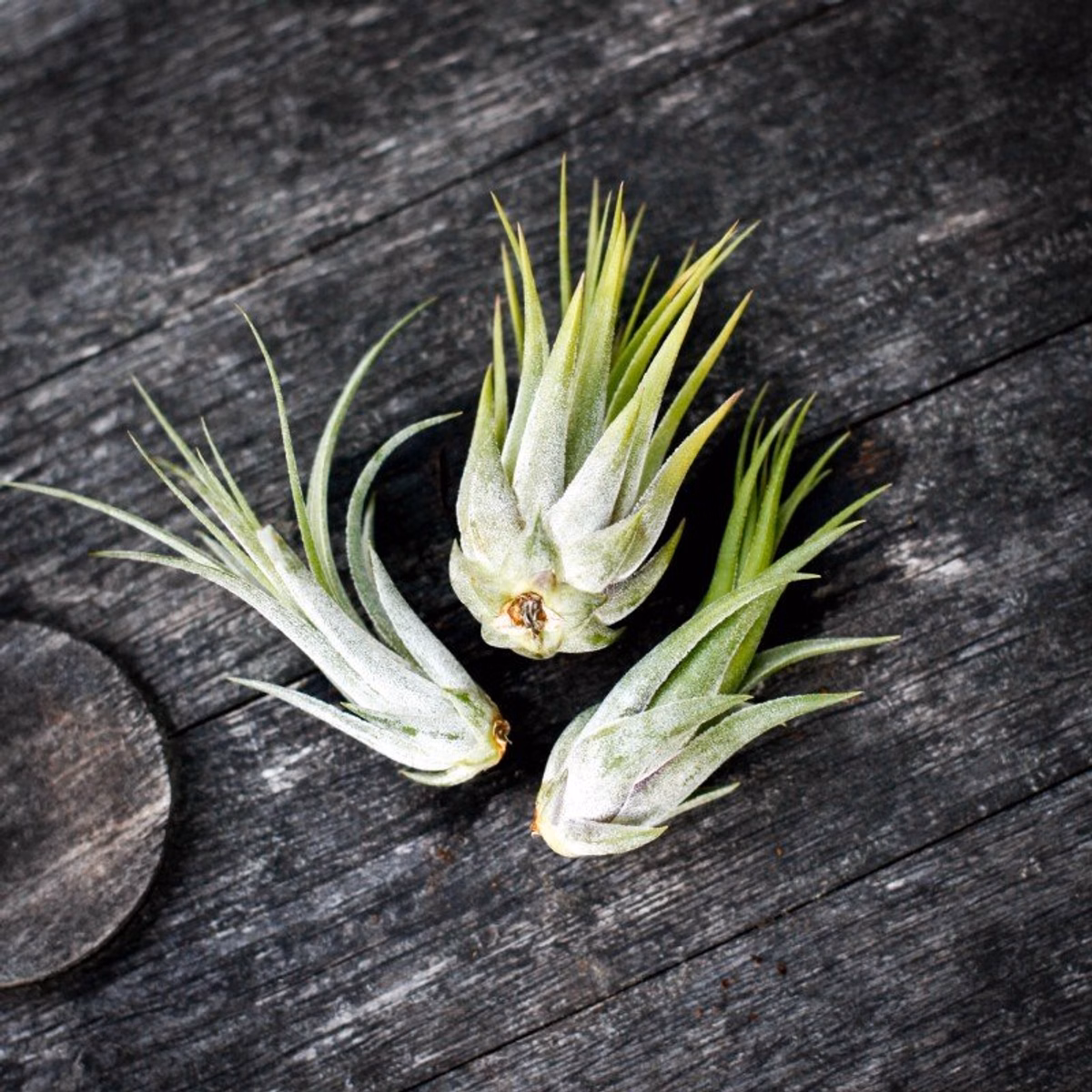 Luftplantor FAQ – vanliga frågor om Tillandsia
