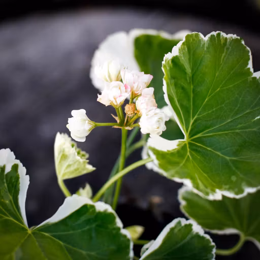 Pelargoner