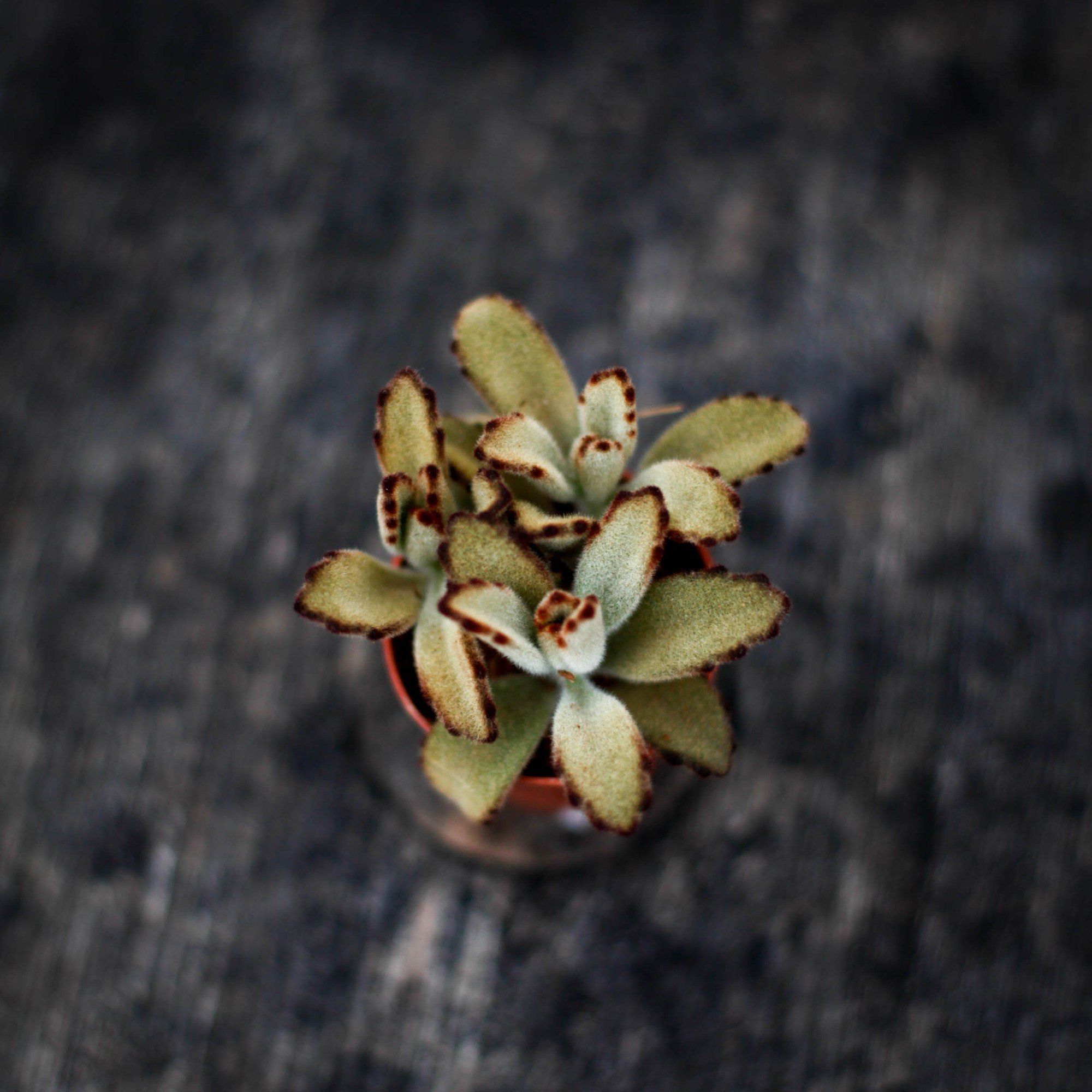 Sortera efter Växtart