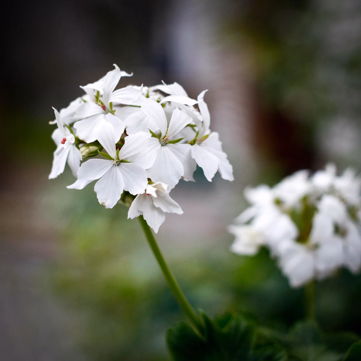 Stjärnpelargoner – allt du behöver veta | Skötsel, sorter & tips
