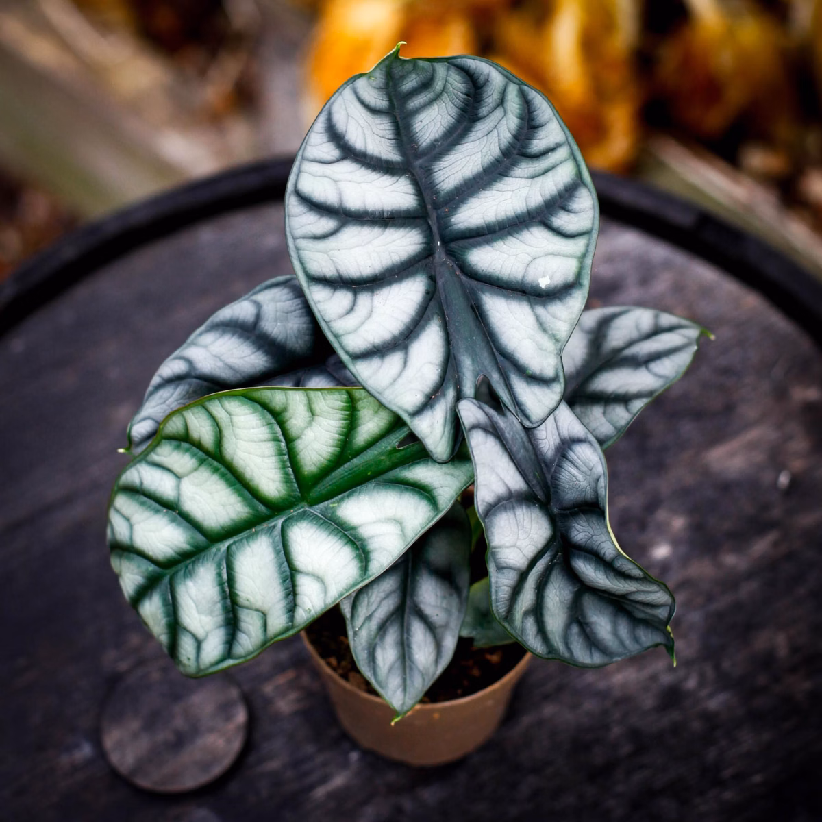 Alocasia – tropisk krukväxt med spektakulära blad