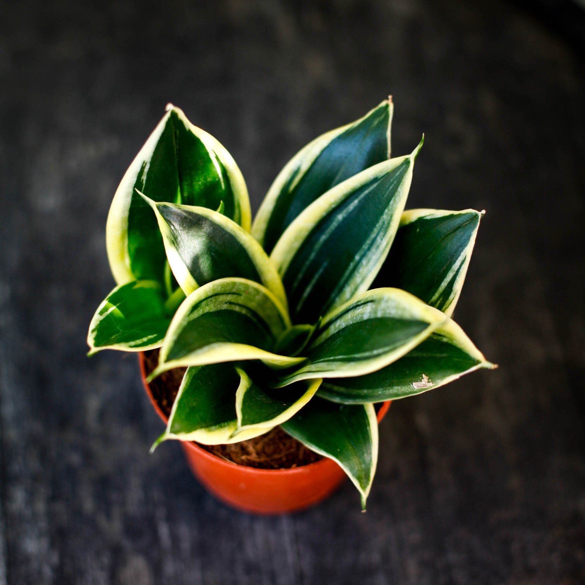 Sortera efter Växtart