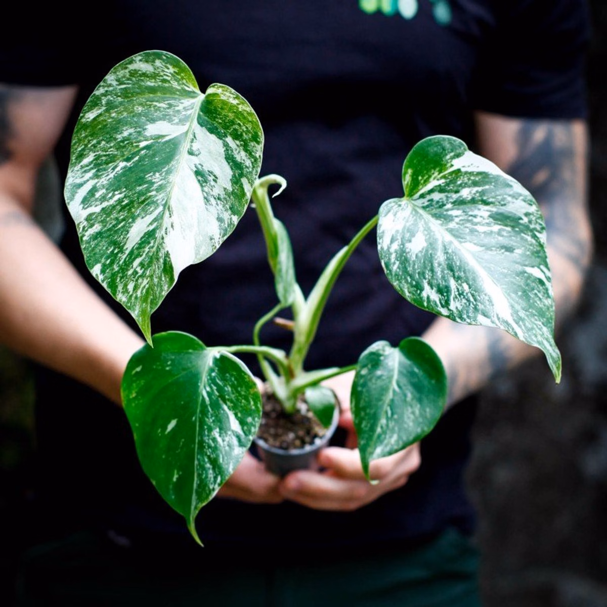 Monstera Variegata – Skötsel, fakta och tips för en frisk växt