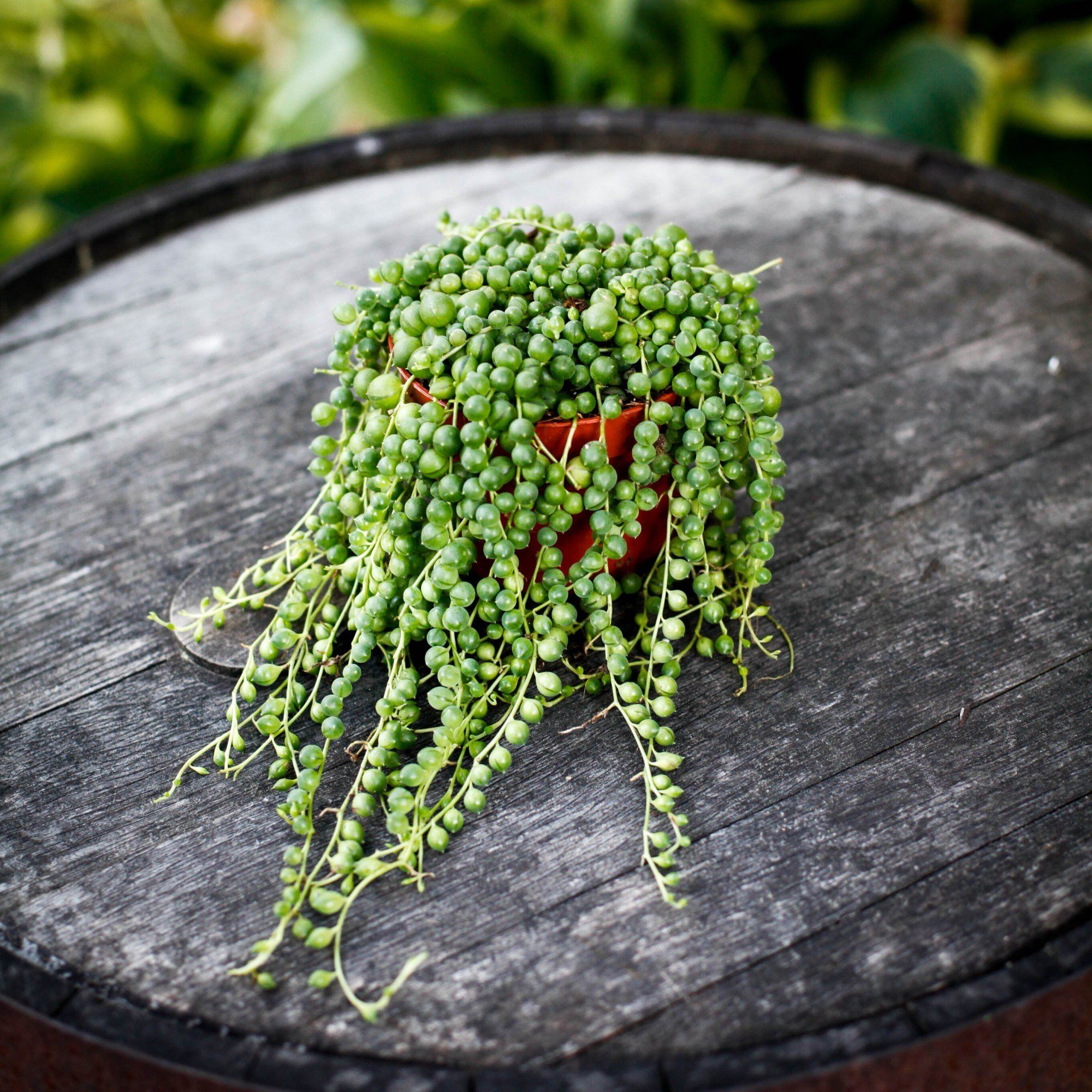 Sortera efter Växtart