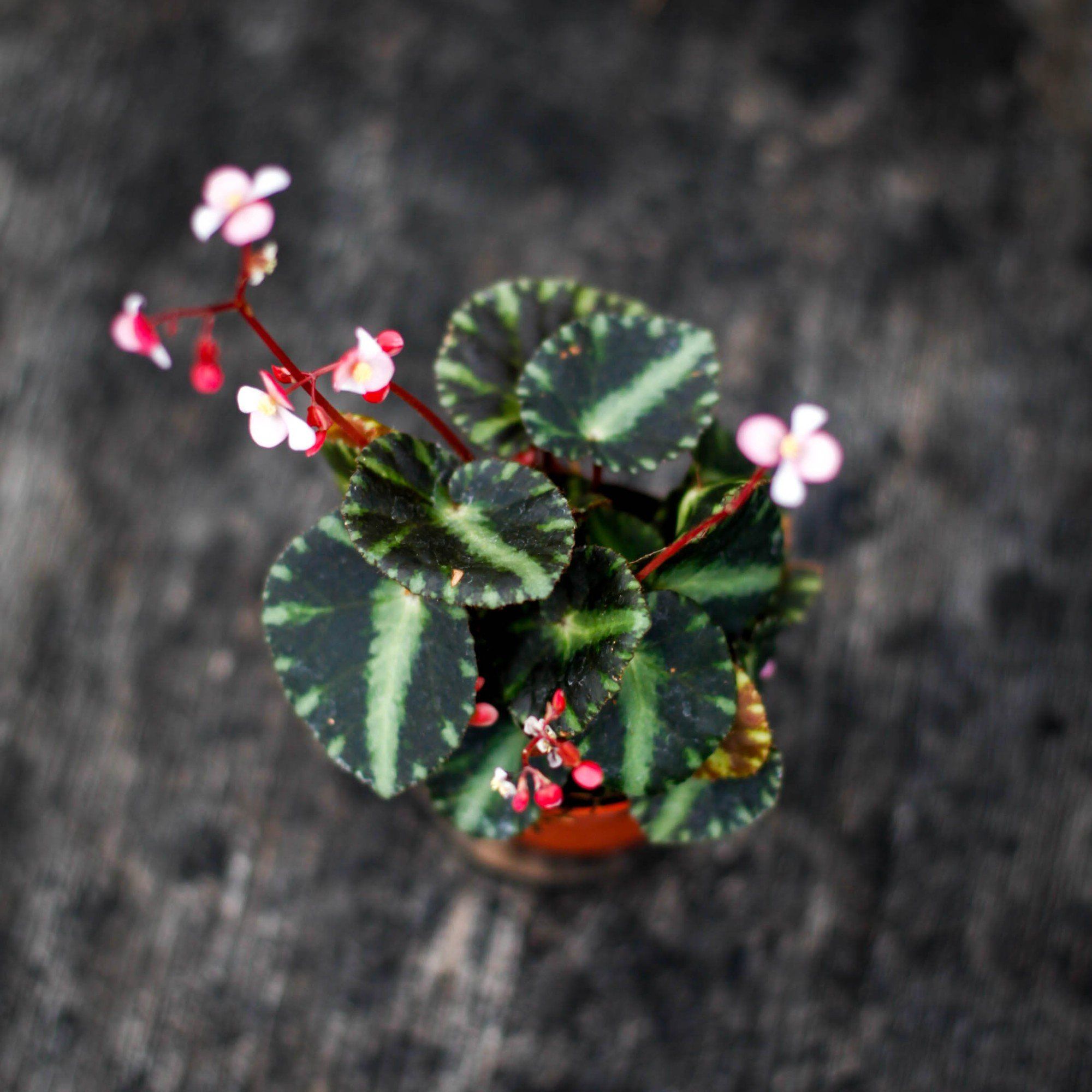 Sortera efter Växtart