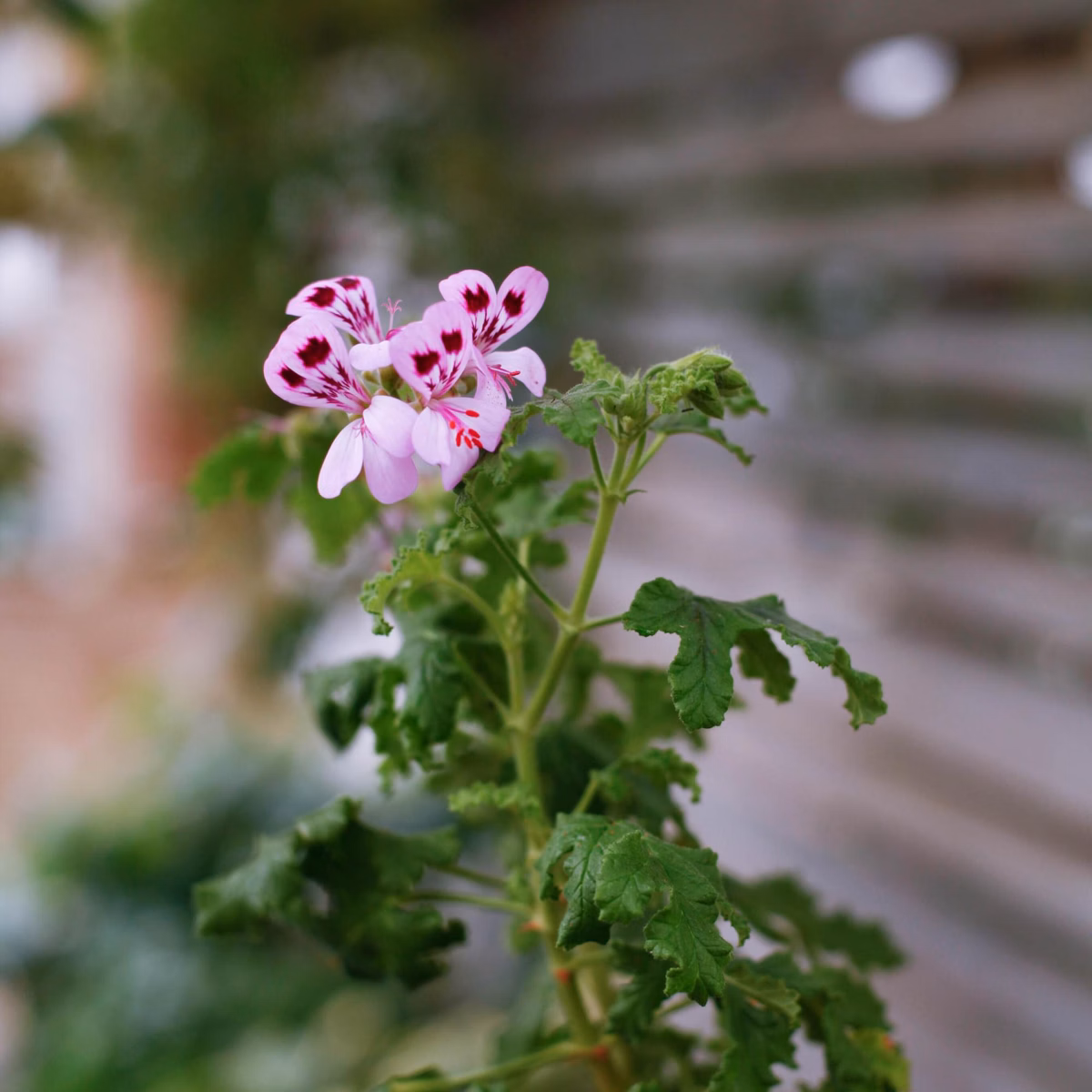 Därför blommar inte din pelargon – 10 vanliga orsaker