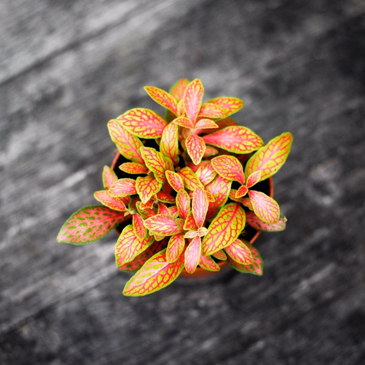 Fittonia (Åderblad) – skötsel, sorter och tips för terrarium