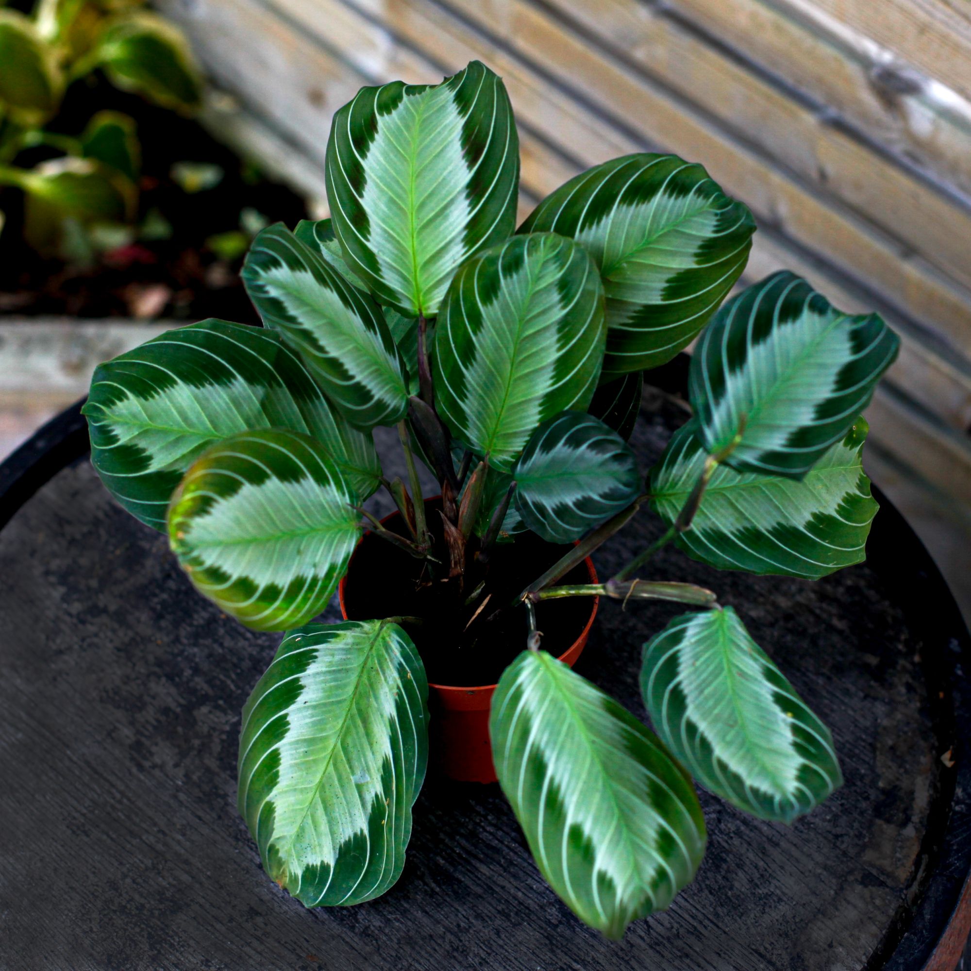 Sortera efter Växtart