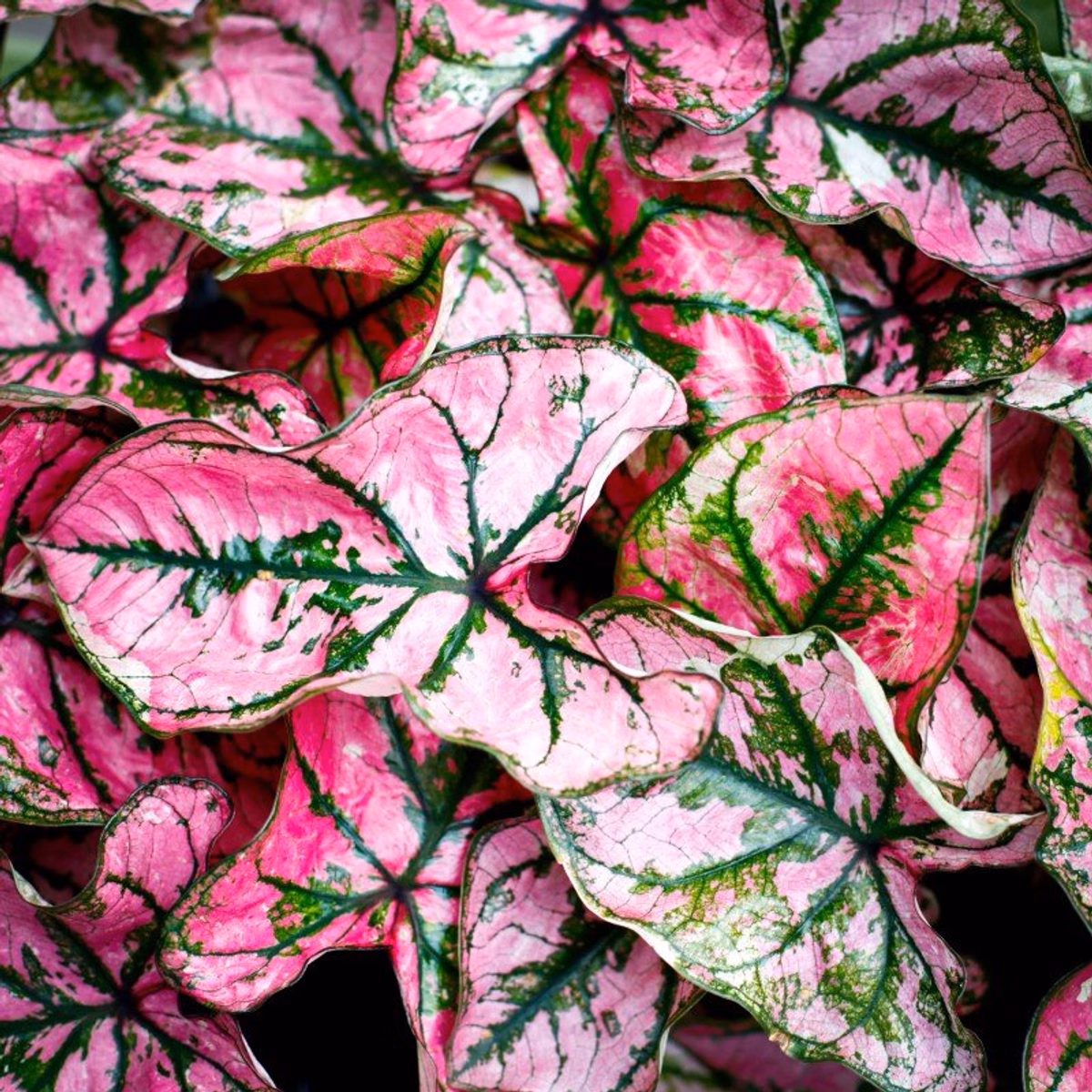 Växter med rosa blad – inspiration & tips