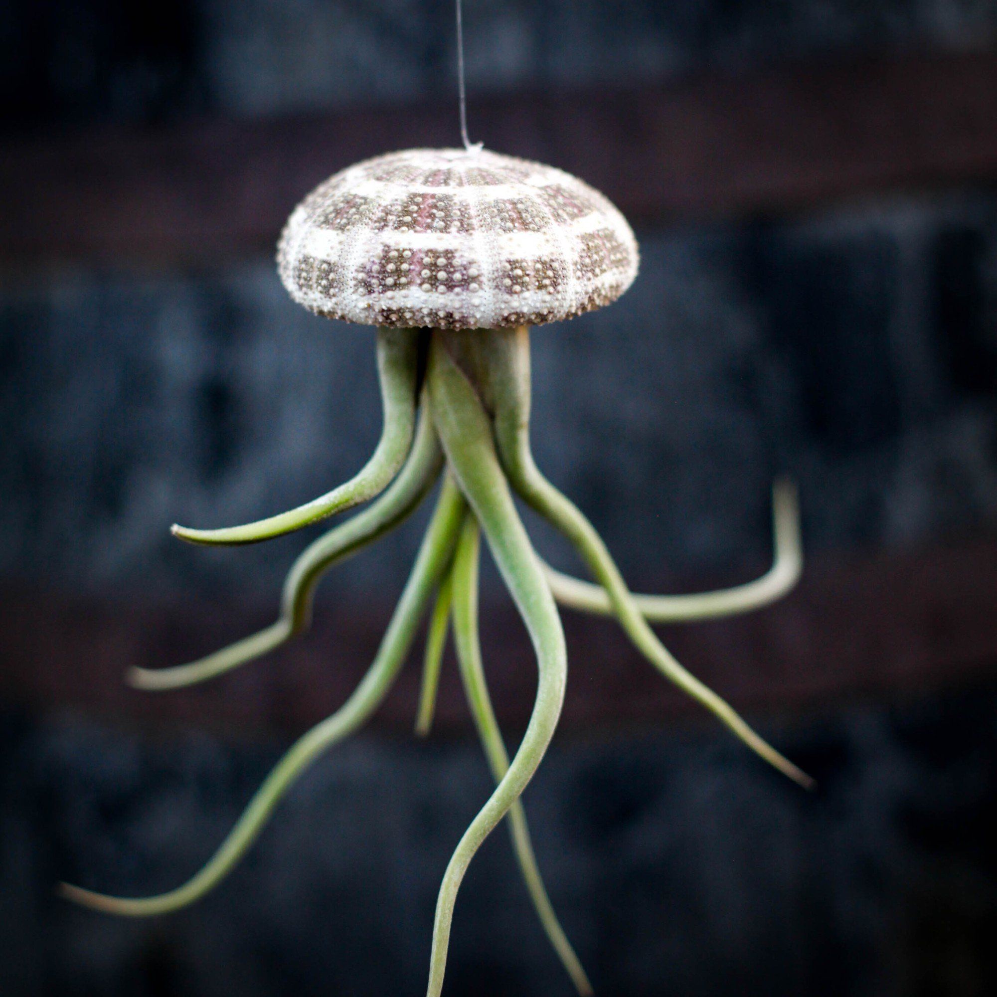 Sortera efter Växtart