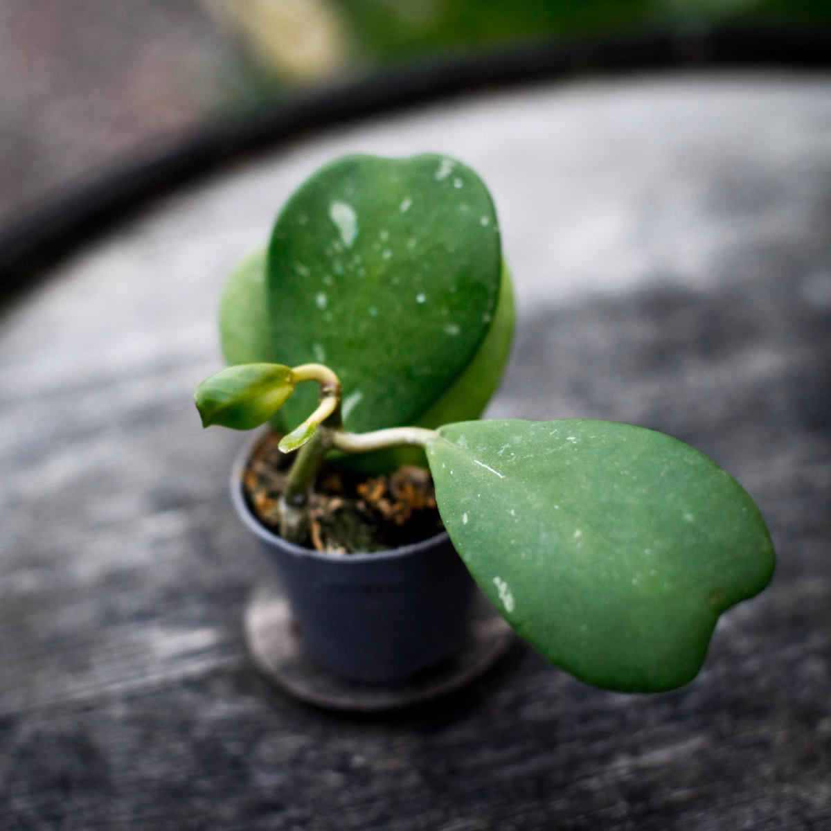 Hoya kerrii skötsel – hjärtporslinsblomma