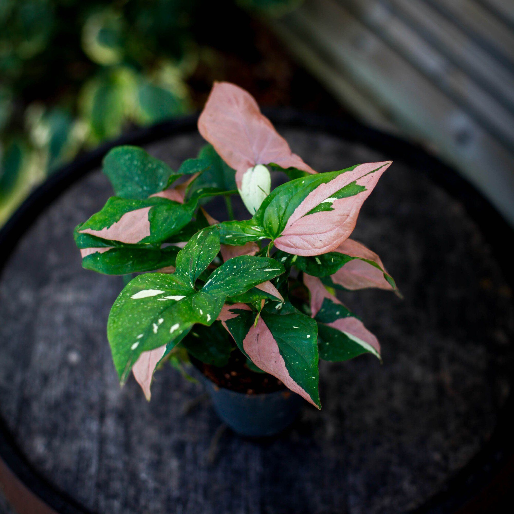 Sortera efter Växtart