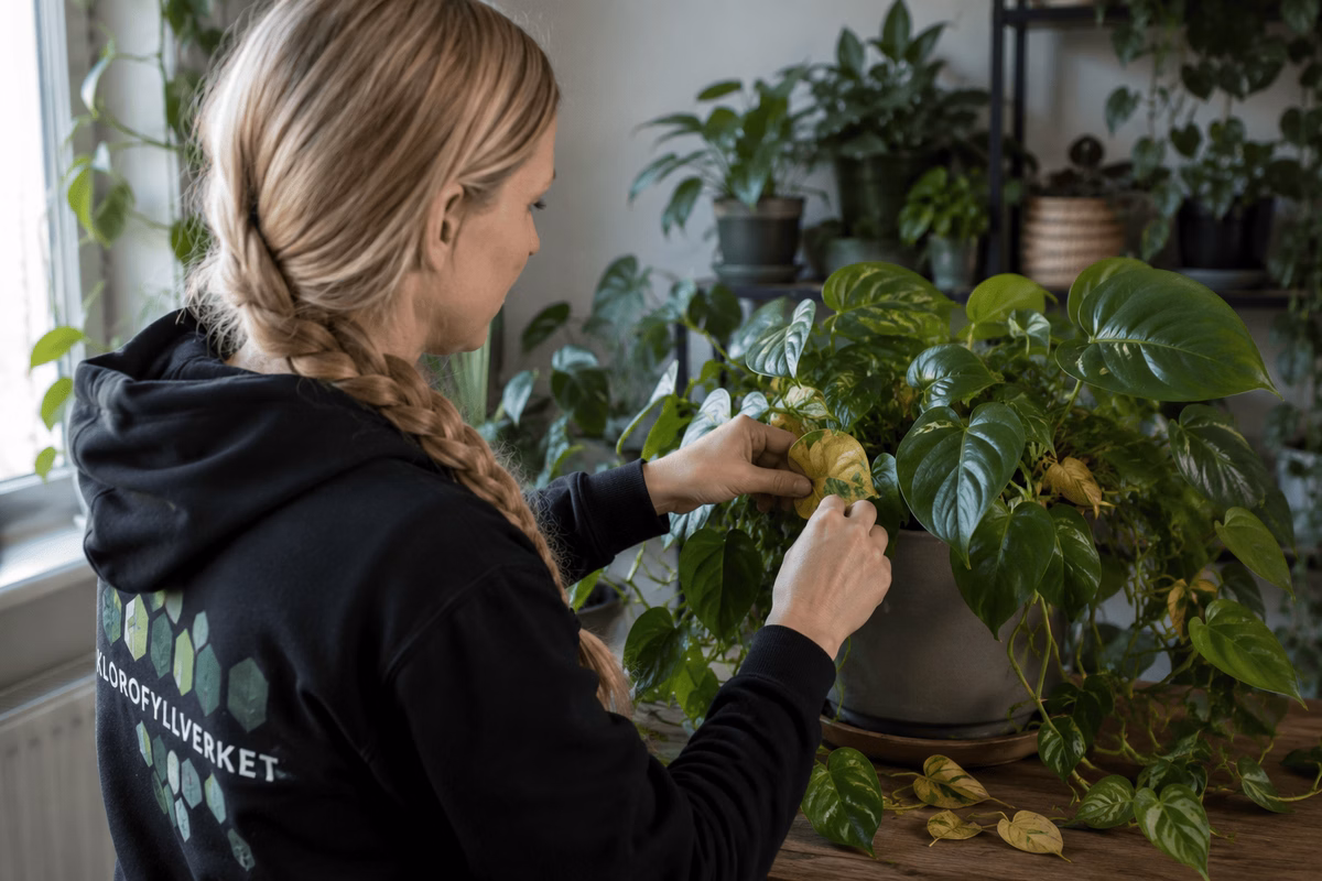 Därför tappar din krukväxt blad – vanliga orsaker