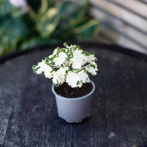 Pelargoner
