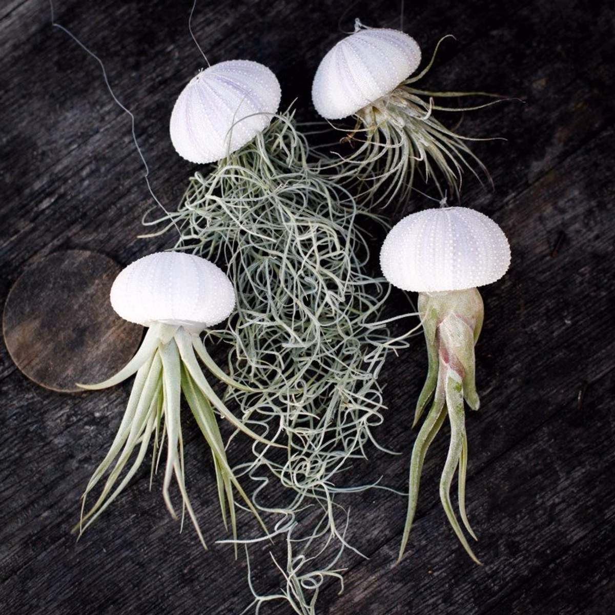 Tillandsia – fakta, skötsel och inspiration för luftplantor
