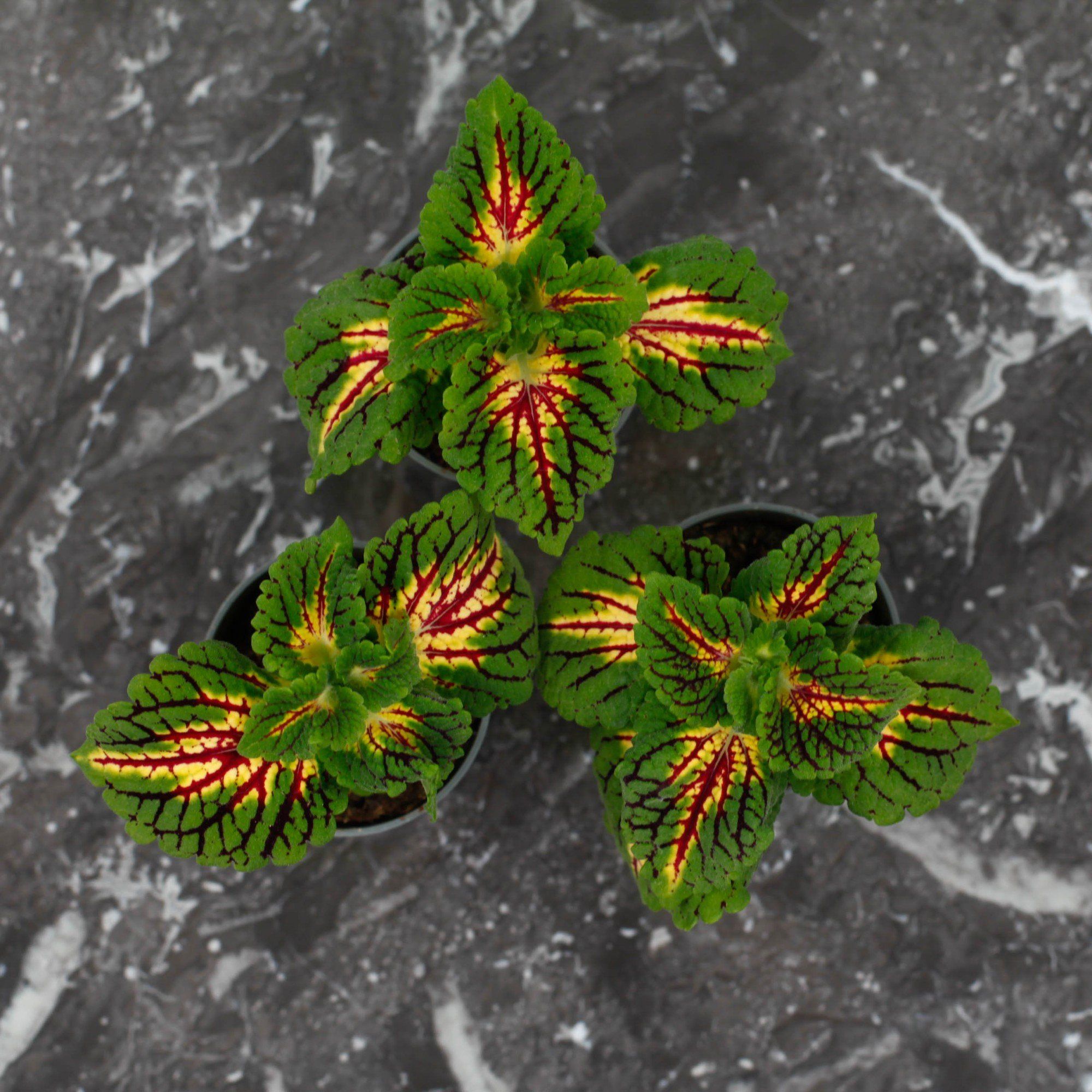 Sortera efter Växtart