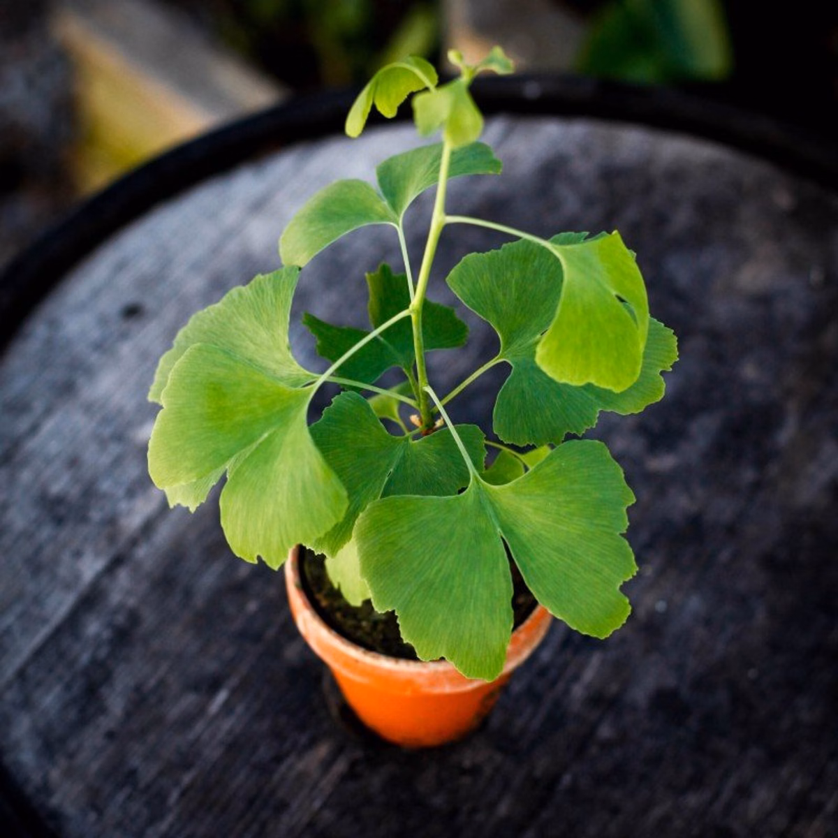 Ginkgo biloba | Historia, skötsel och symbolik