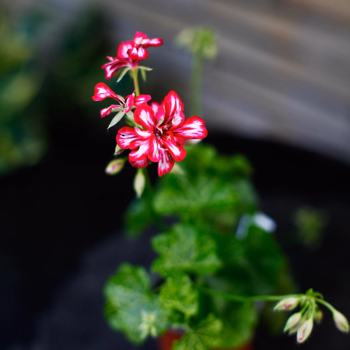 Så tar du hand om övervintrade pelargoner inför säsongen