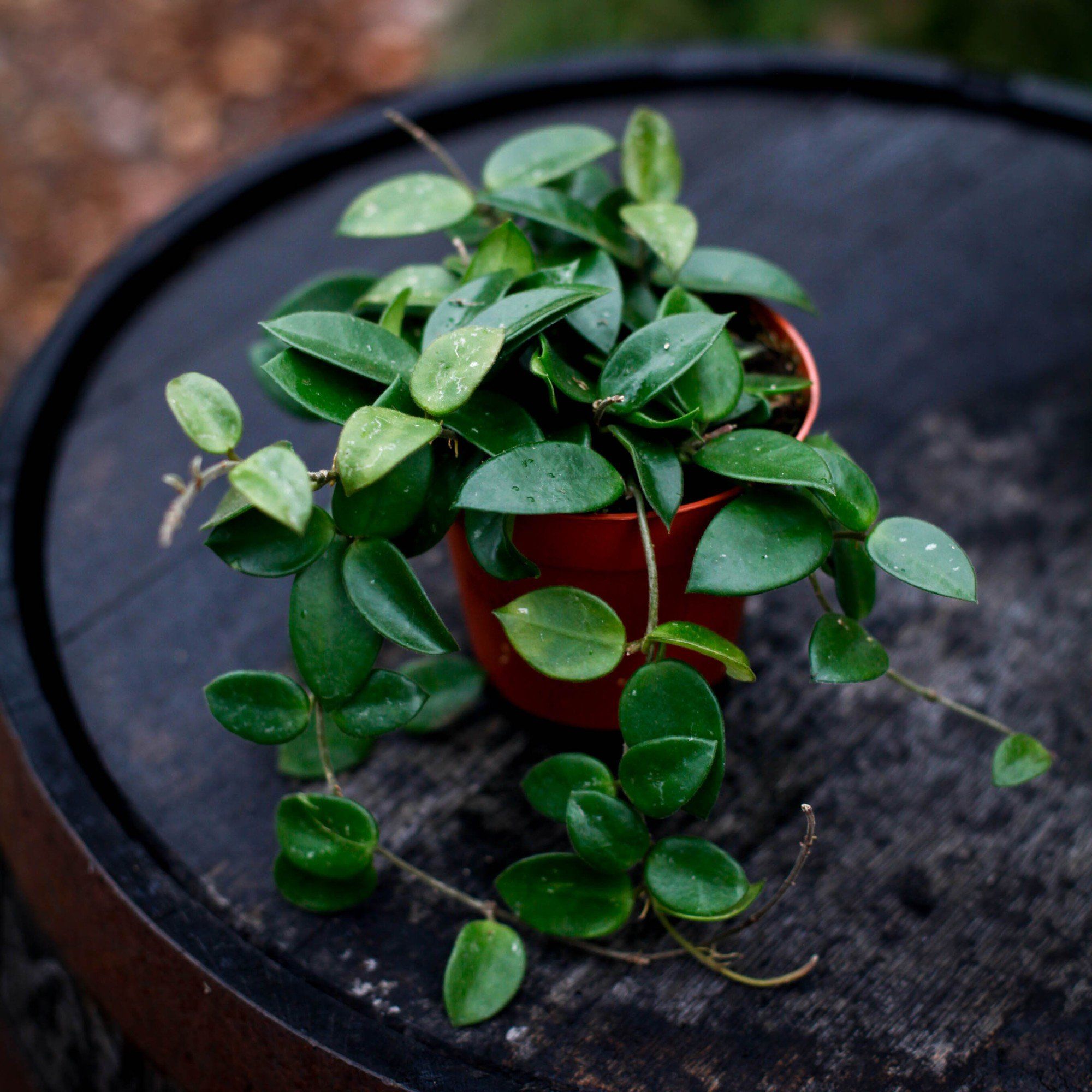 Sortera efter Växtart