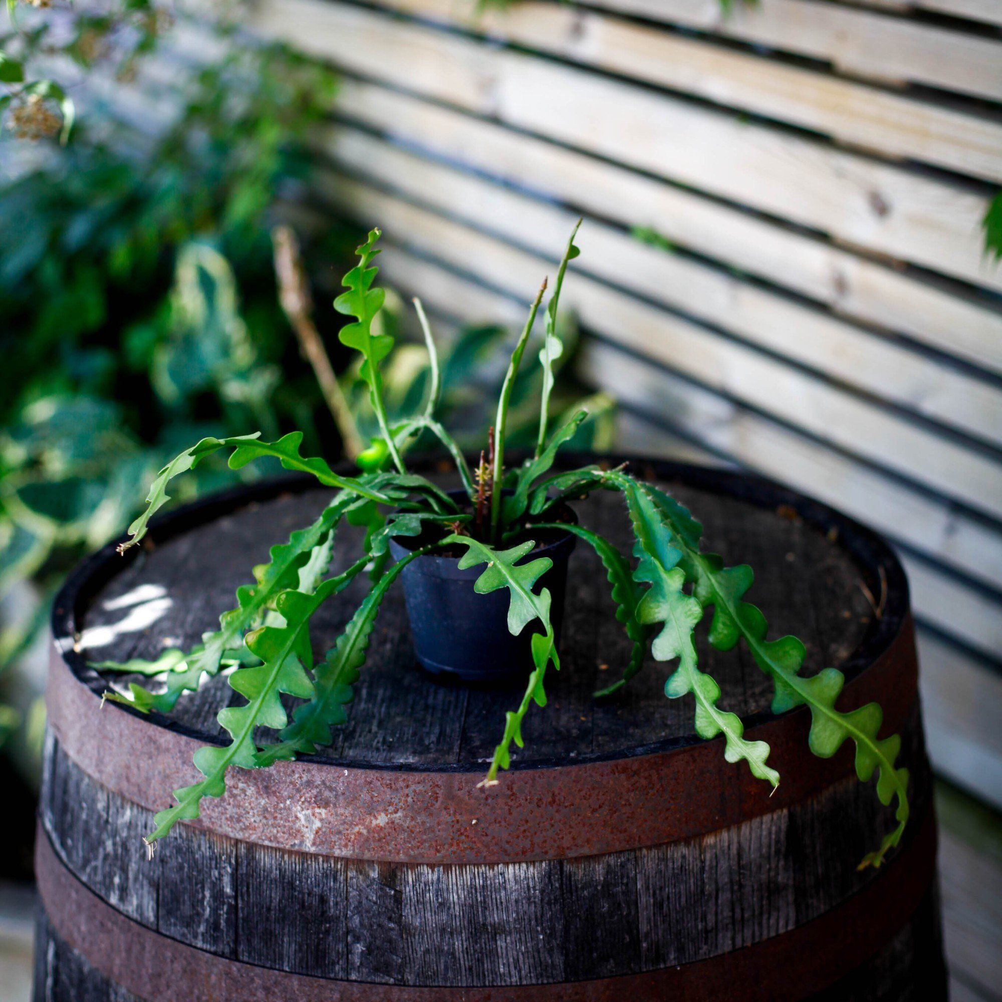 Sortera efter Växtart