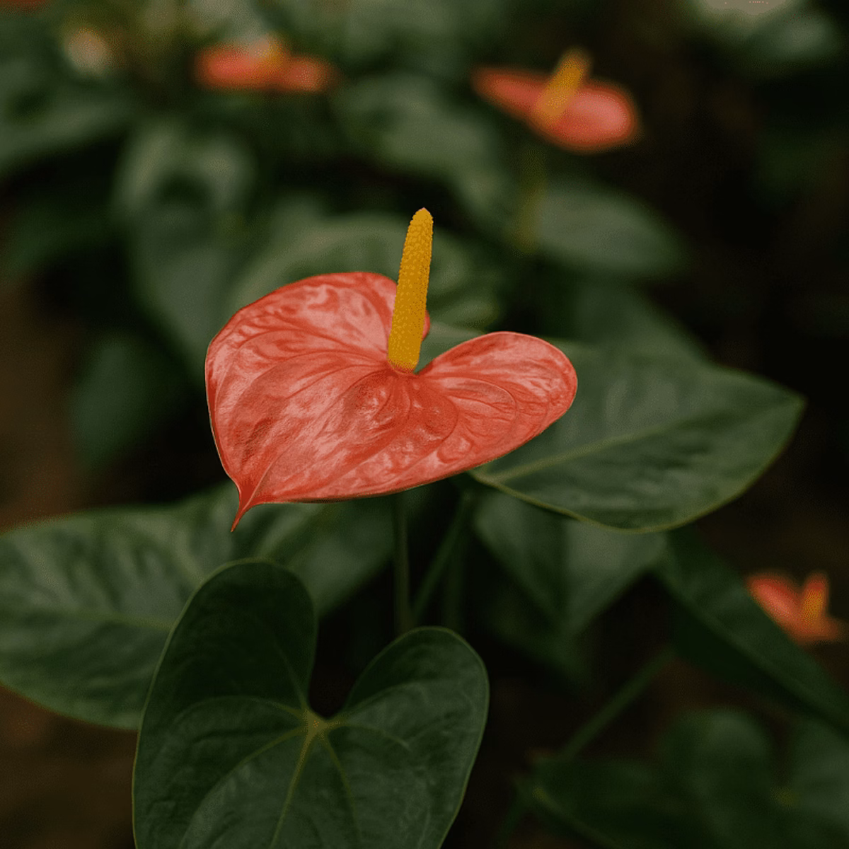 Skötselråd för rosenkalla – så får du den att blomma länge