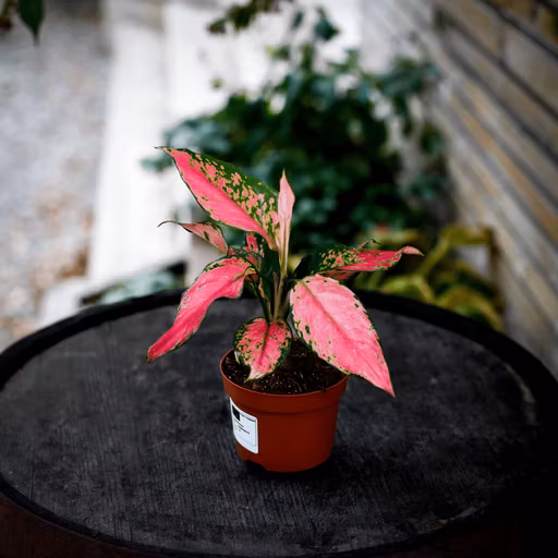 Sortera efter krukstorlek