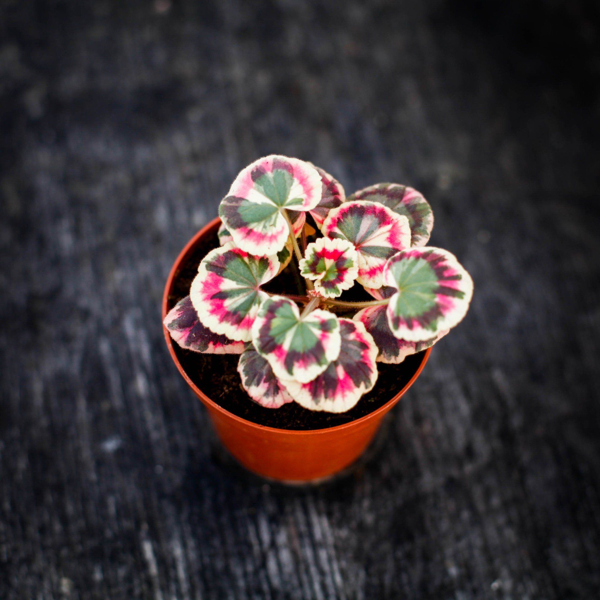 Sortera efter Växtart