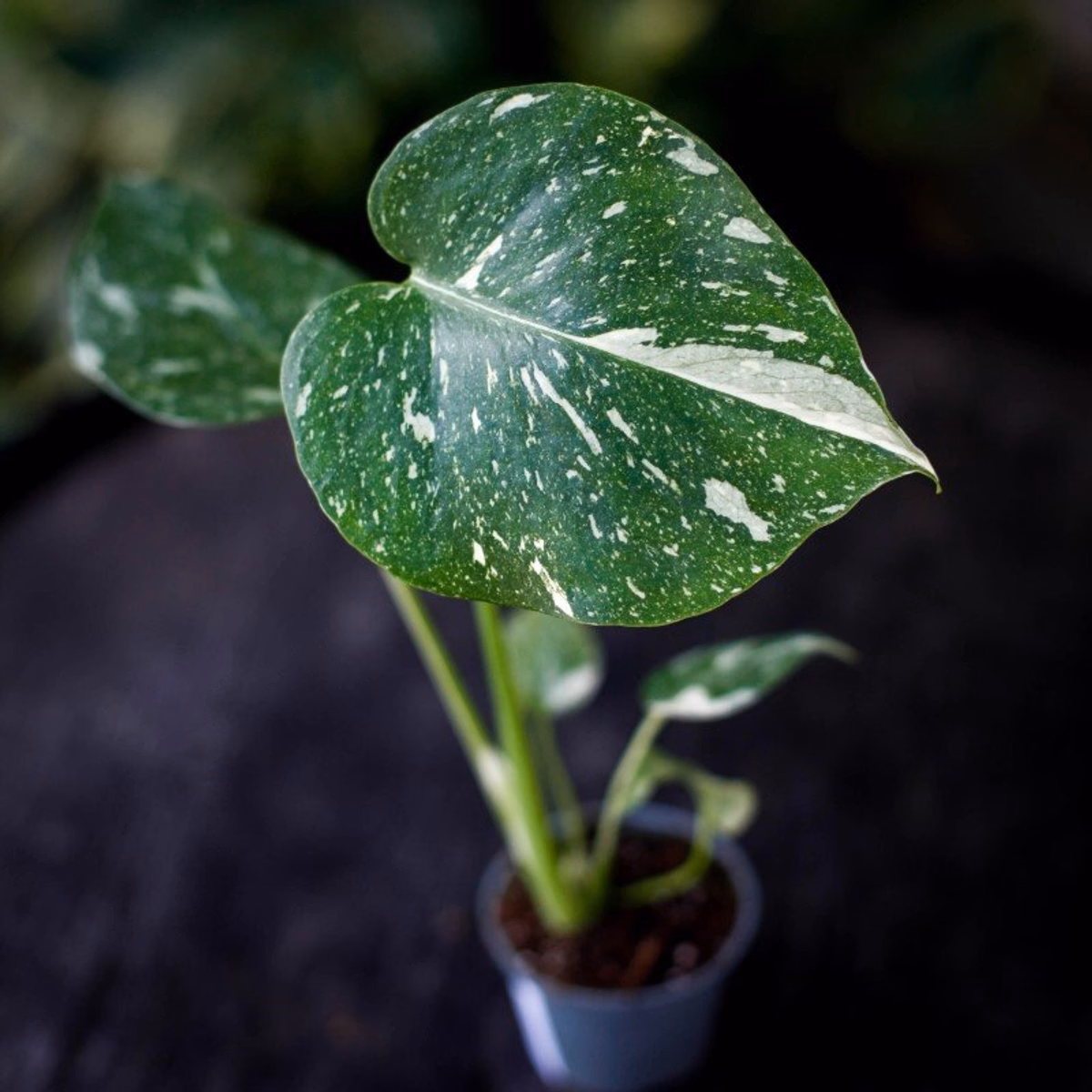 Så här lyckas du med Monstera 'Thai Constellation' – Mina bästa tips!